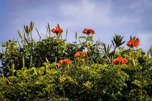 African Tulip Tree   Kauai Hawaii 1195